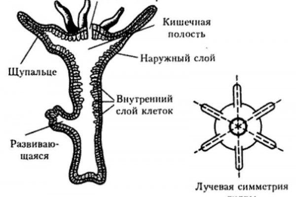 Биржа кракен