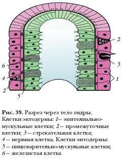 Рабочая ссылка на кракен kraken 11